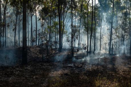 Bush fire smoke and burning trees in a controlled woodland burn.